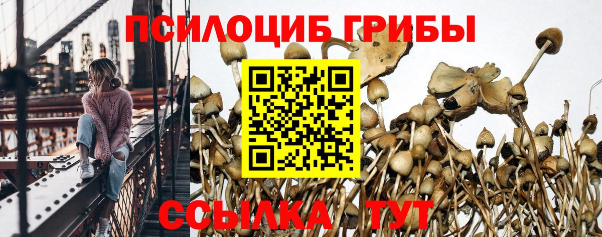 Александров  Галлюциногенные грибы мицелий  Вход с VPN 